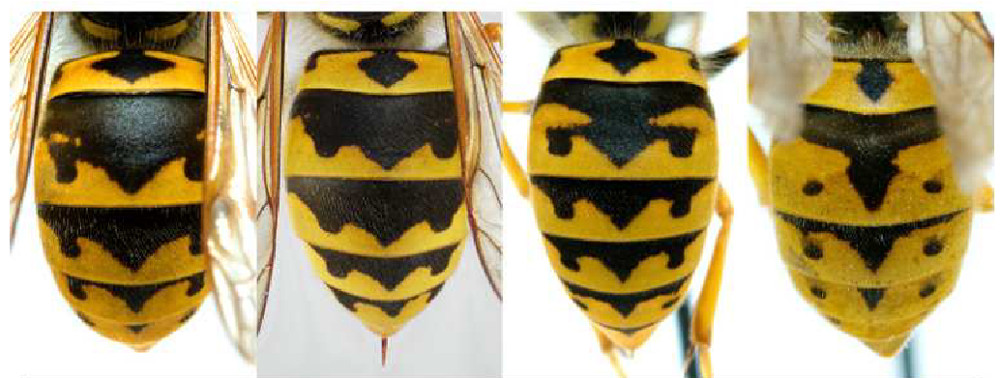 Vespula cfr. vulgaris