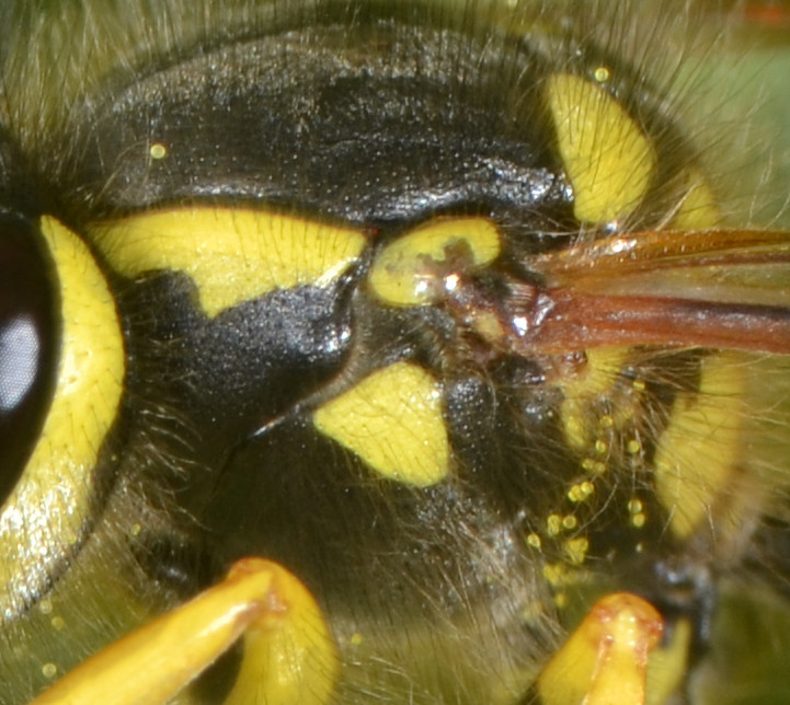 Vespula cfr. vulgaris