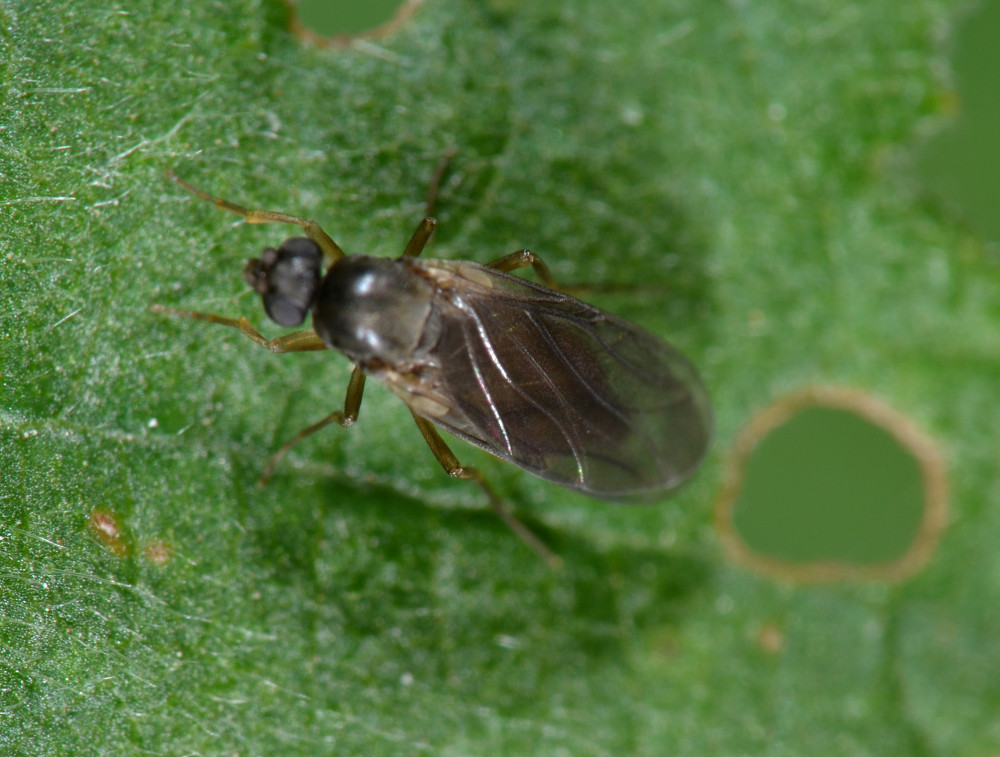 Phoridae:  femmina Gymnophora sp.