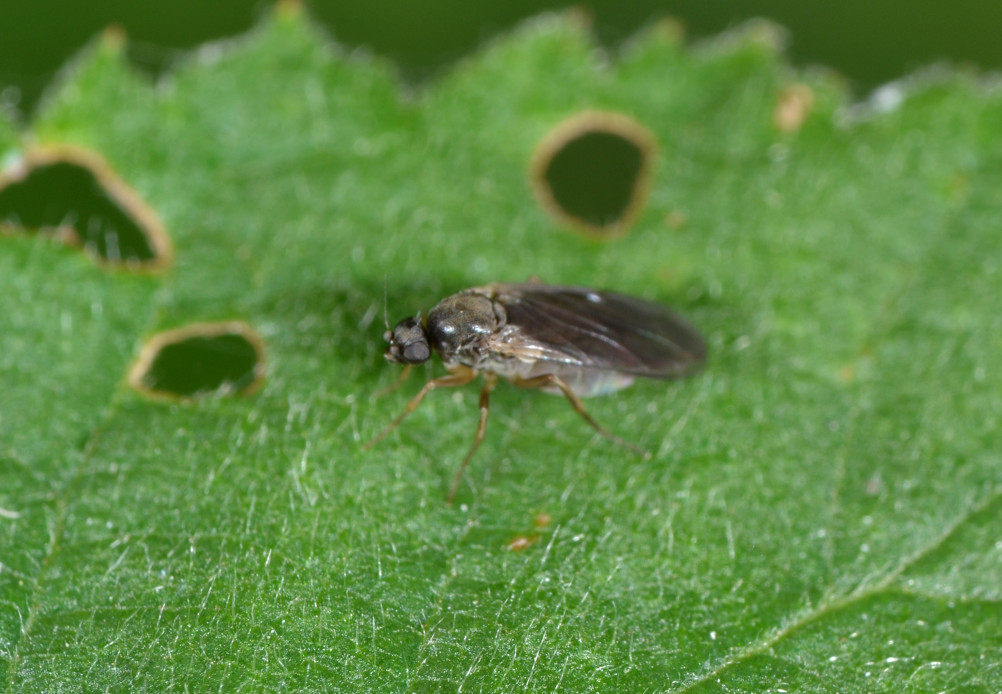 Phoridae:  femmina Gymnophora sp.