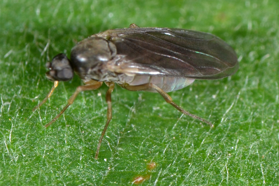 Phoridae:  femmina Gymnophora sp.