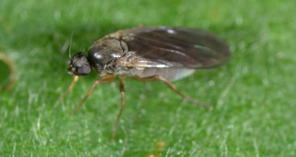 Phoridae:  femmina Gymnophora sp.