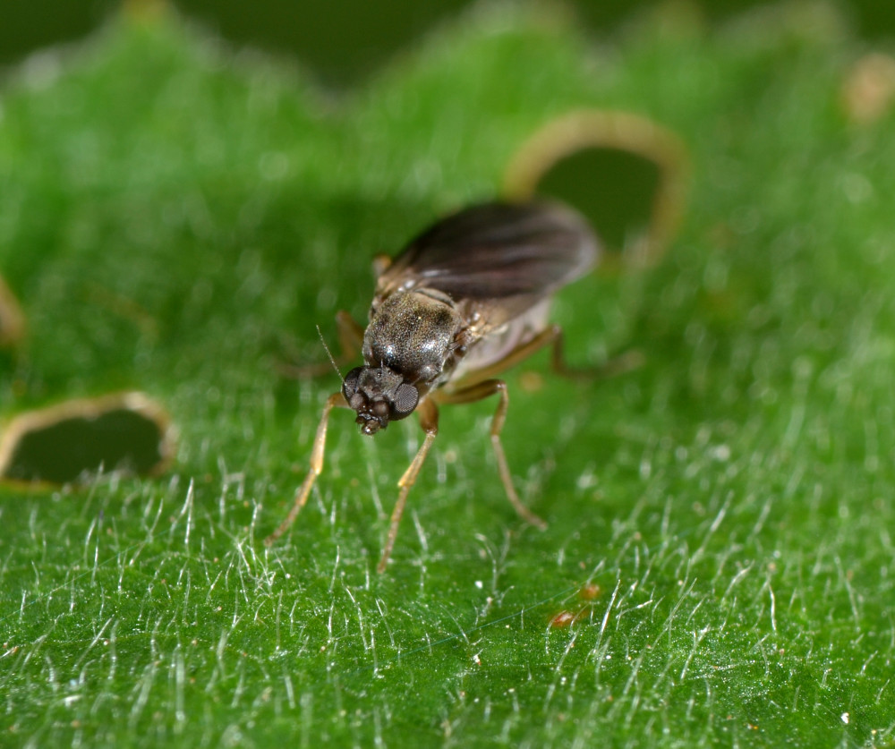 Phoridae:  femmina Gymnophora sp.