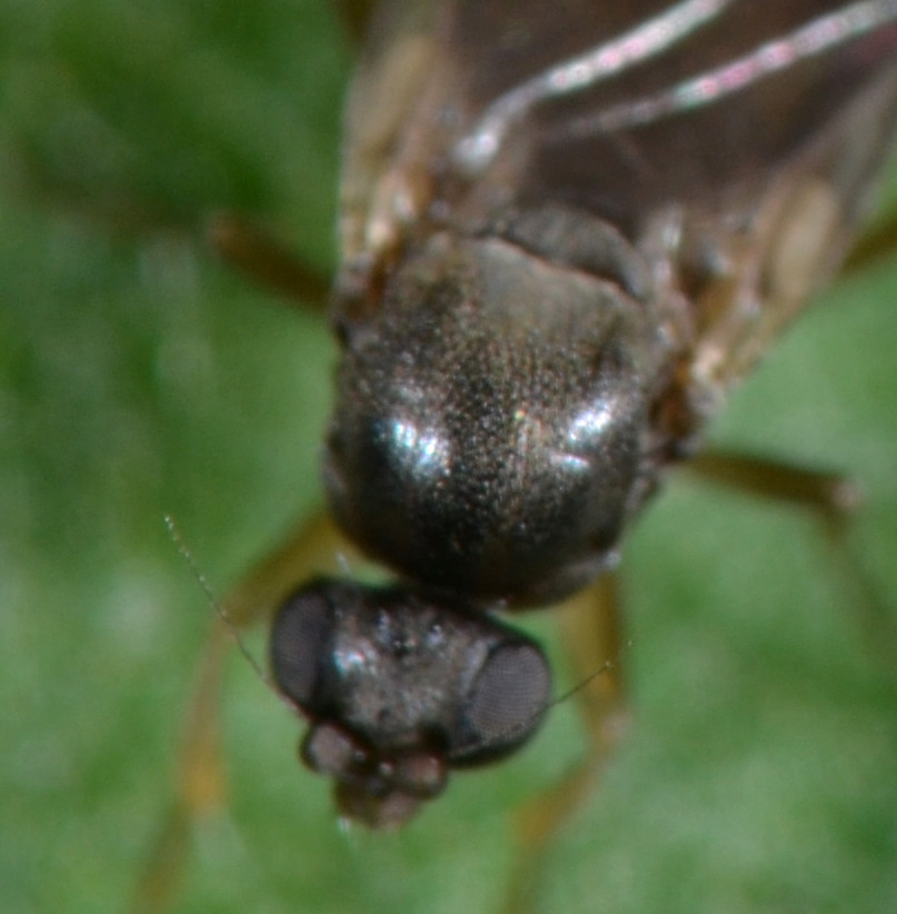 Phoridae:  femmina Gymnophora sp.