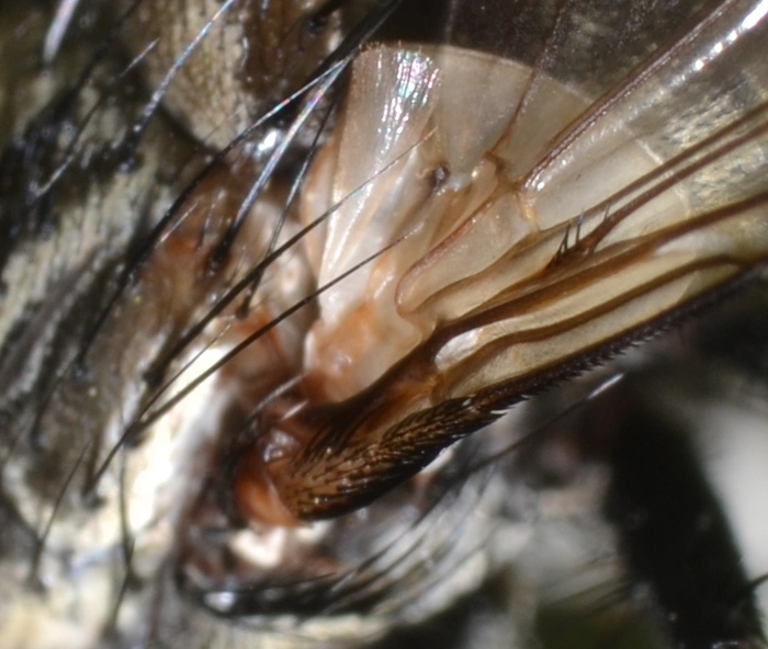 ID Tachinidae: trib Goniini