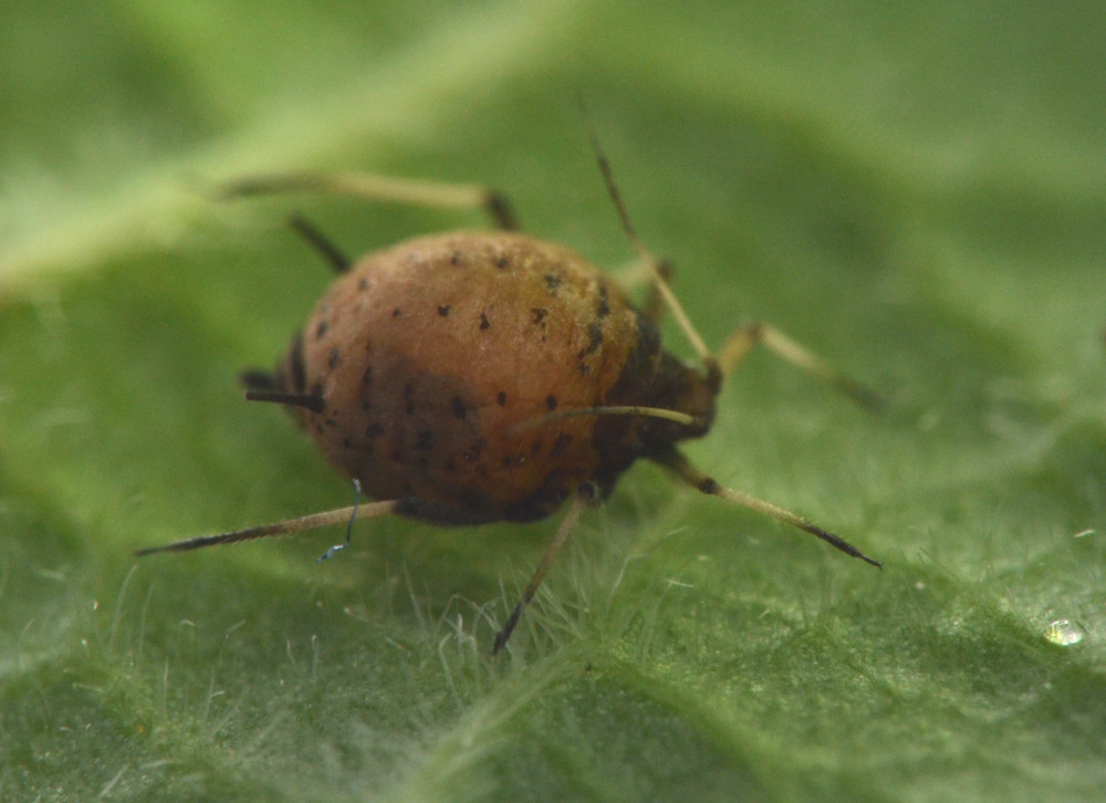 Pemphredon sp., Crabronidae