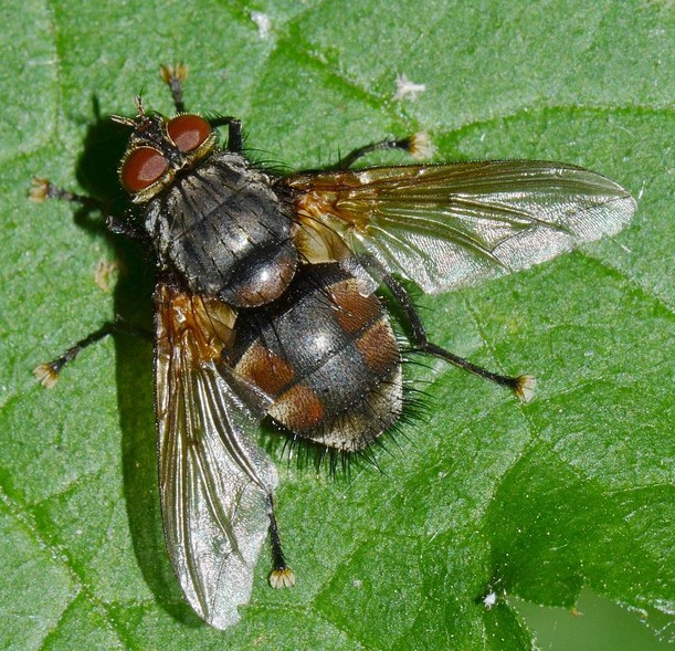 Tachina sp.