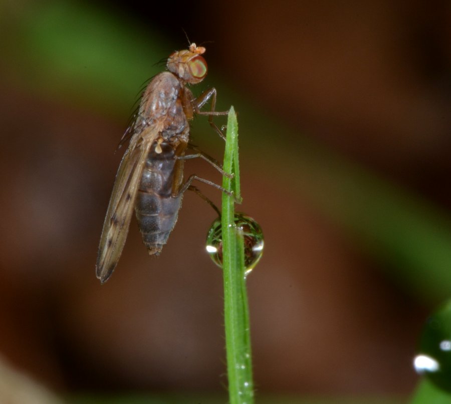 Opomyzidae: Opomyza florum (femmina)