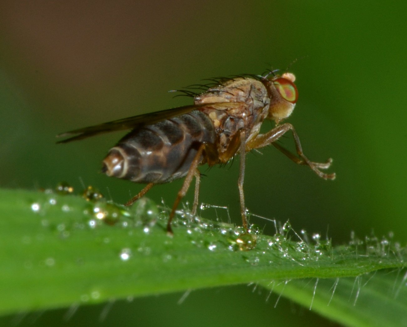 Opomyzidae: Opomyza florum (femmina)