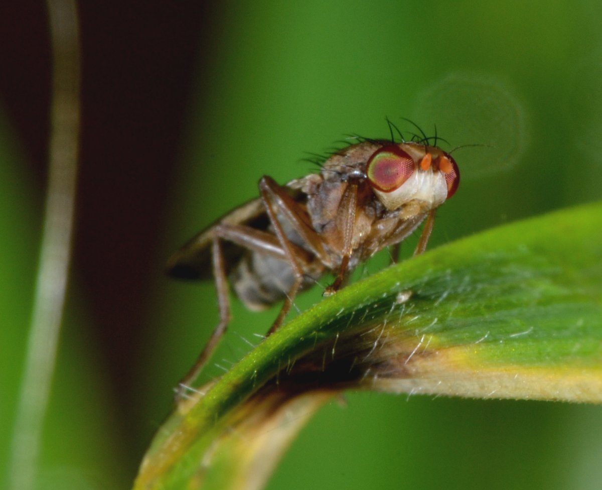 Opomyzidae: Opomyza florum (femmina)