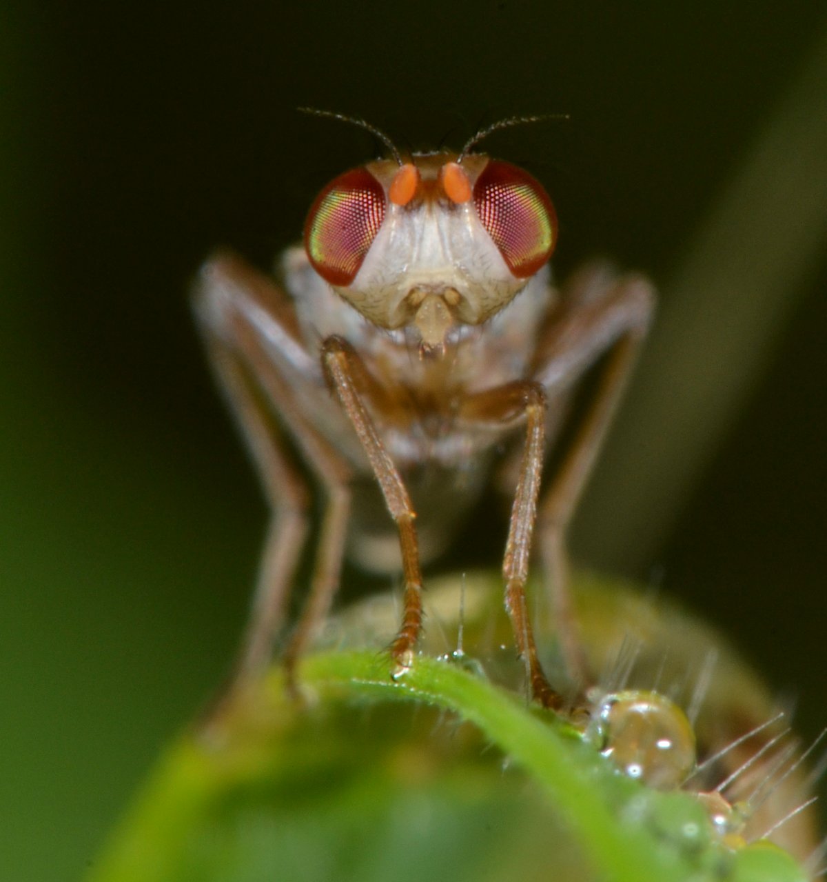 Opomyzidae: Opomyza florum (femmina)