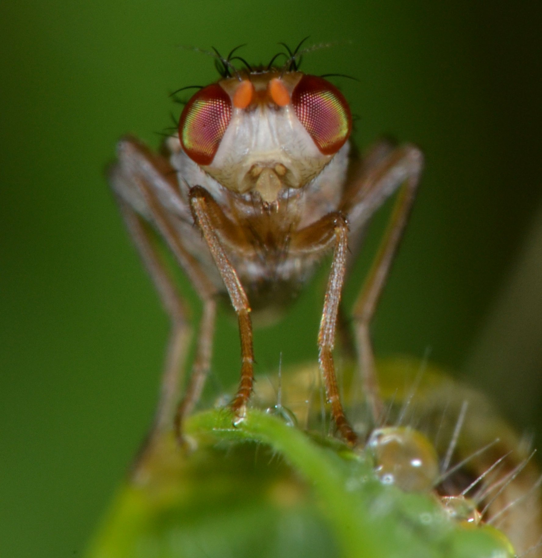 Opomyzidae: Opomyza florum (femmina)