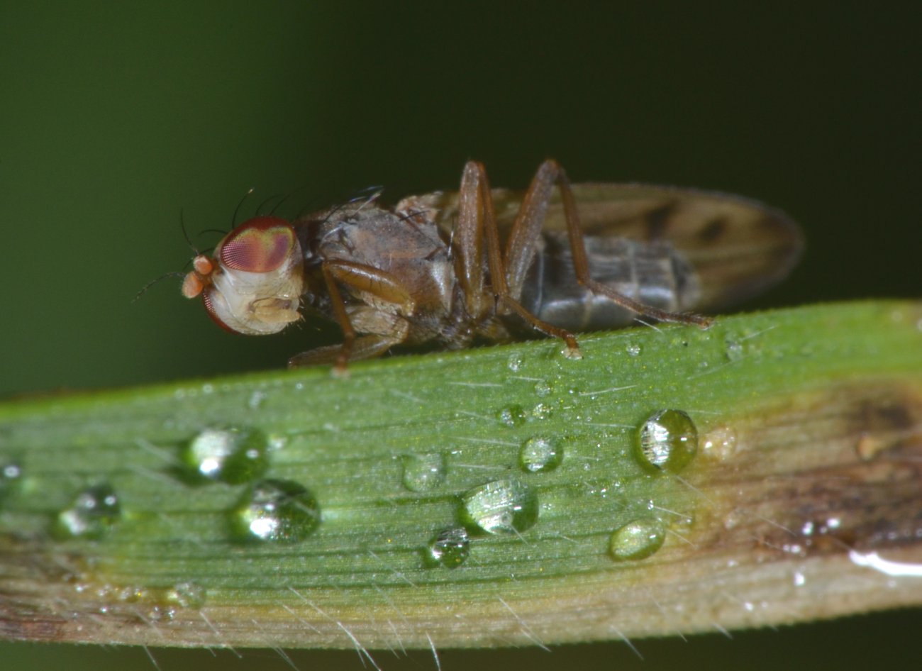 Opomyzidae: Opomyza florum (femmina)