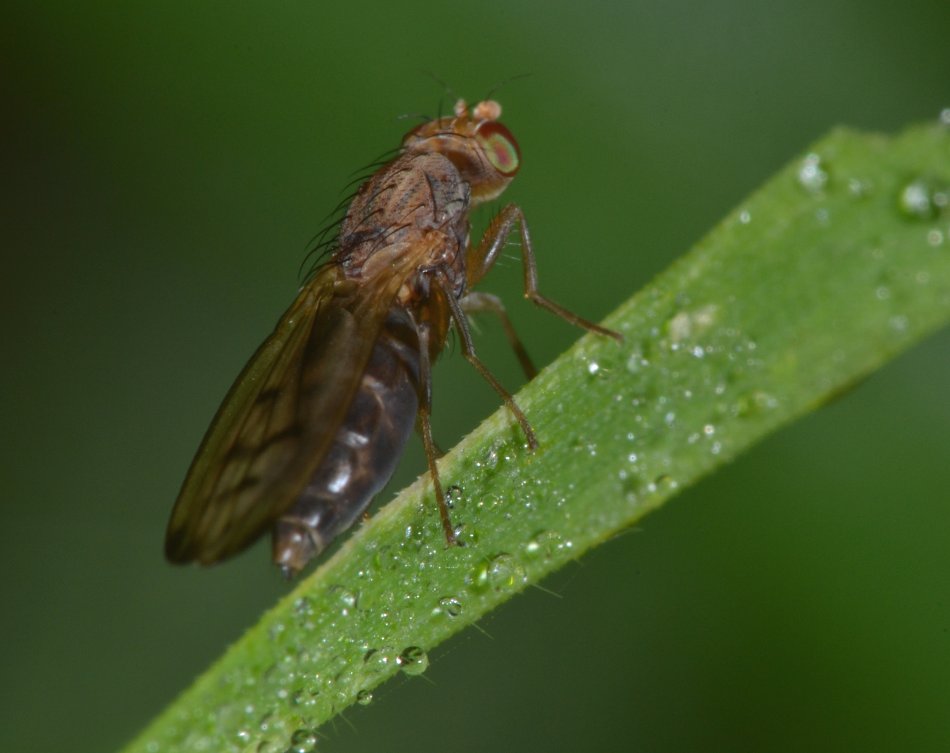 Opomyzidae: Opomyza florum (femmina)