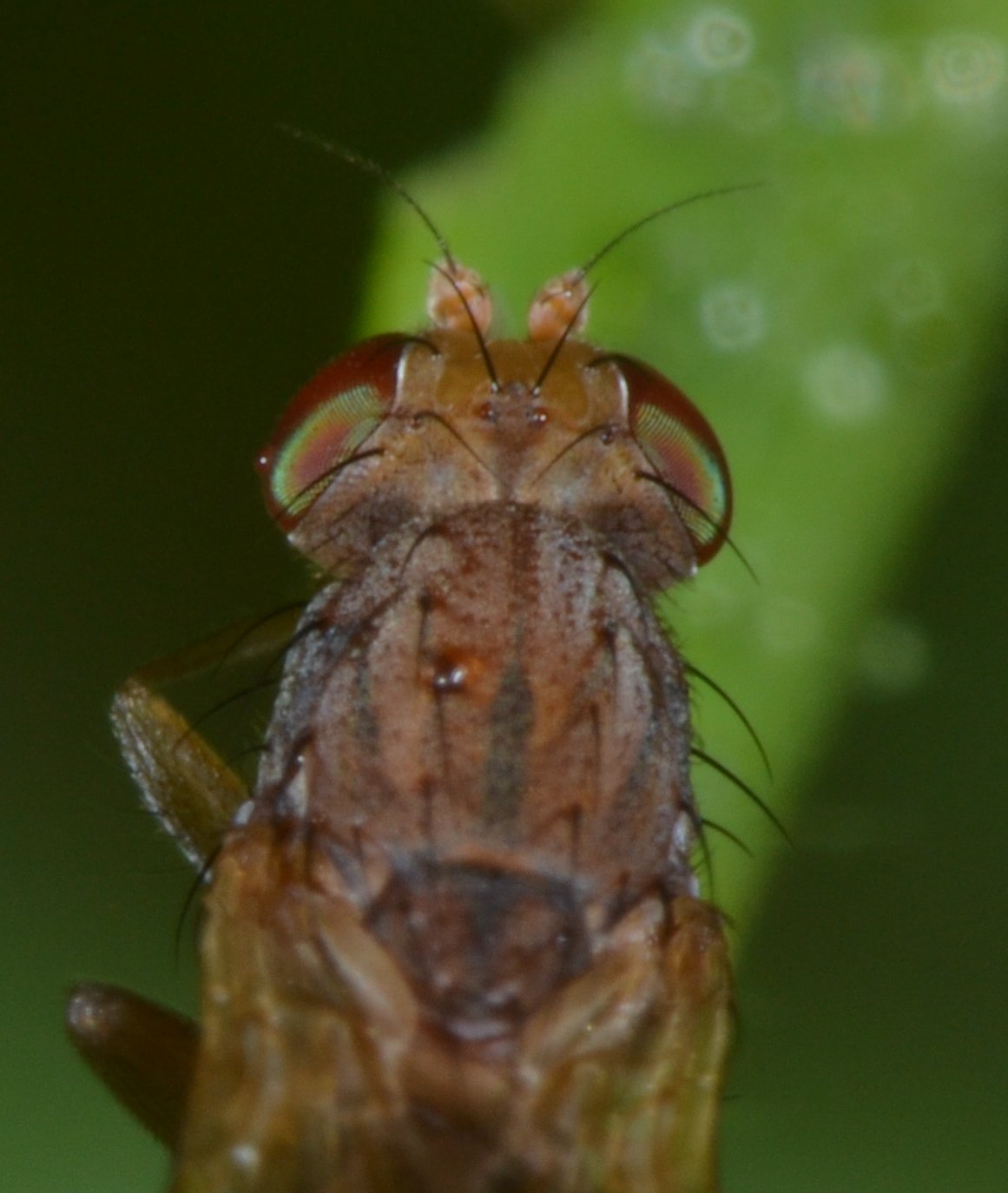 Opomyzidae: Opomyza florum (femmina)