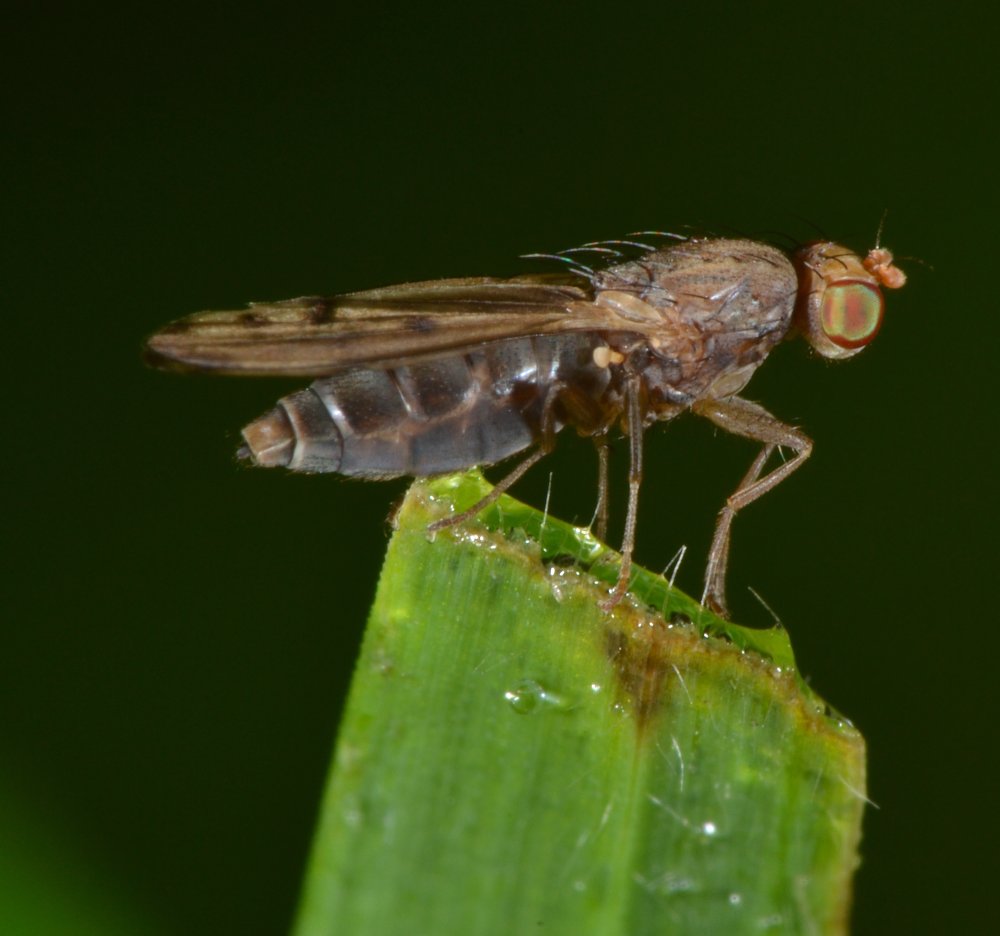 Opomyzidae: Opomyza florum (femmina)