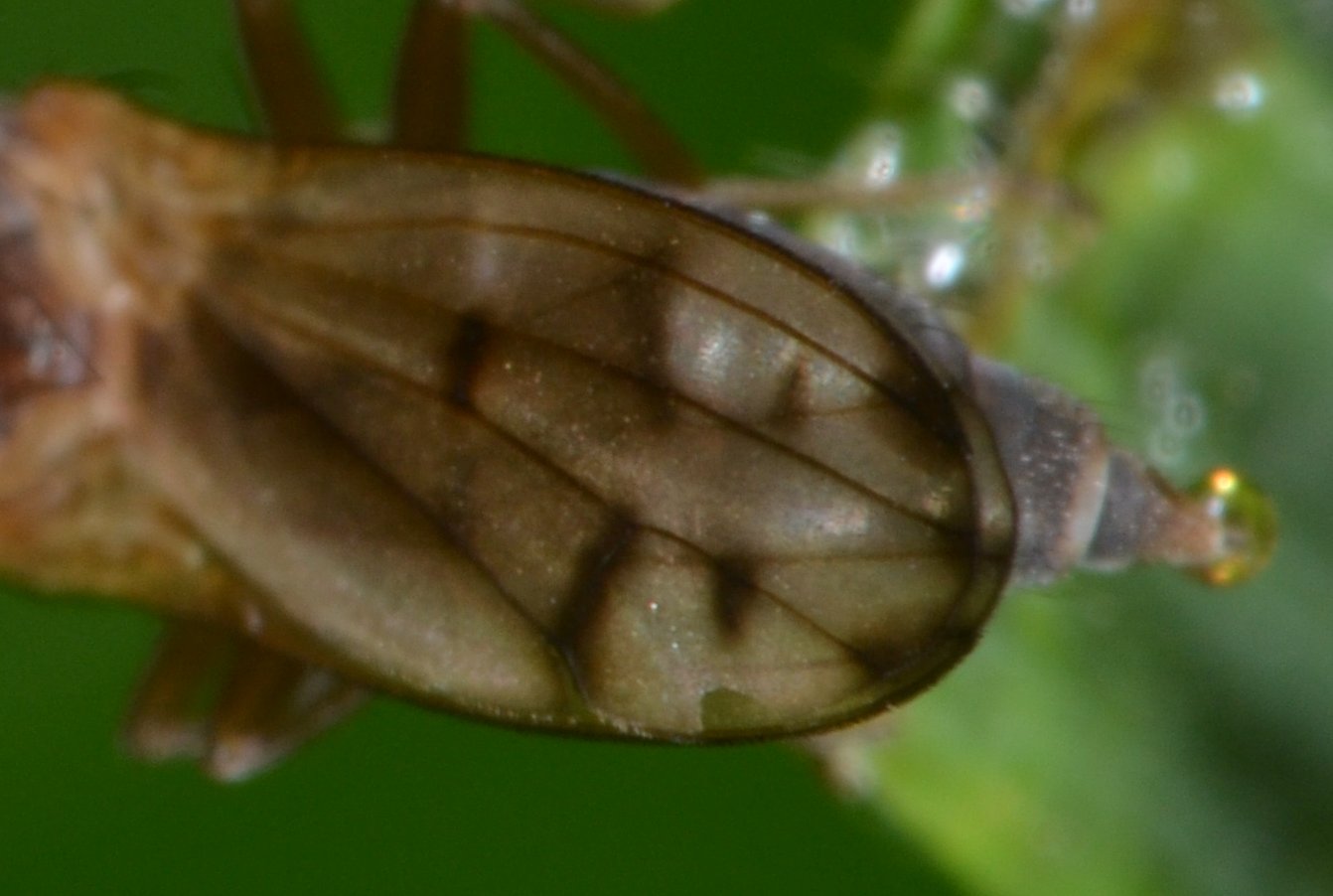 Opomyzidae: Opomyza florum (femmina)