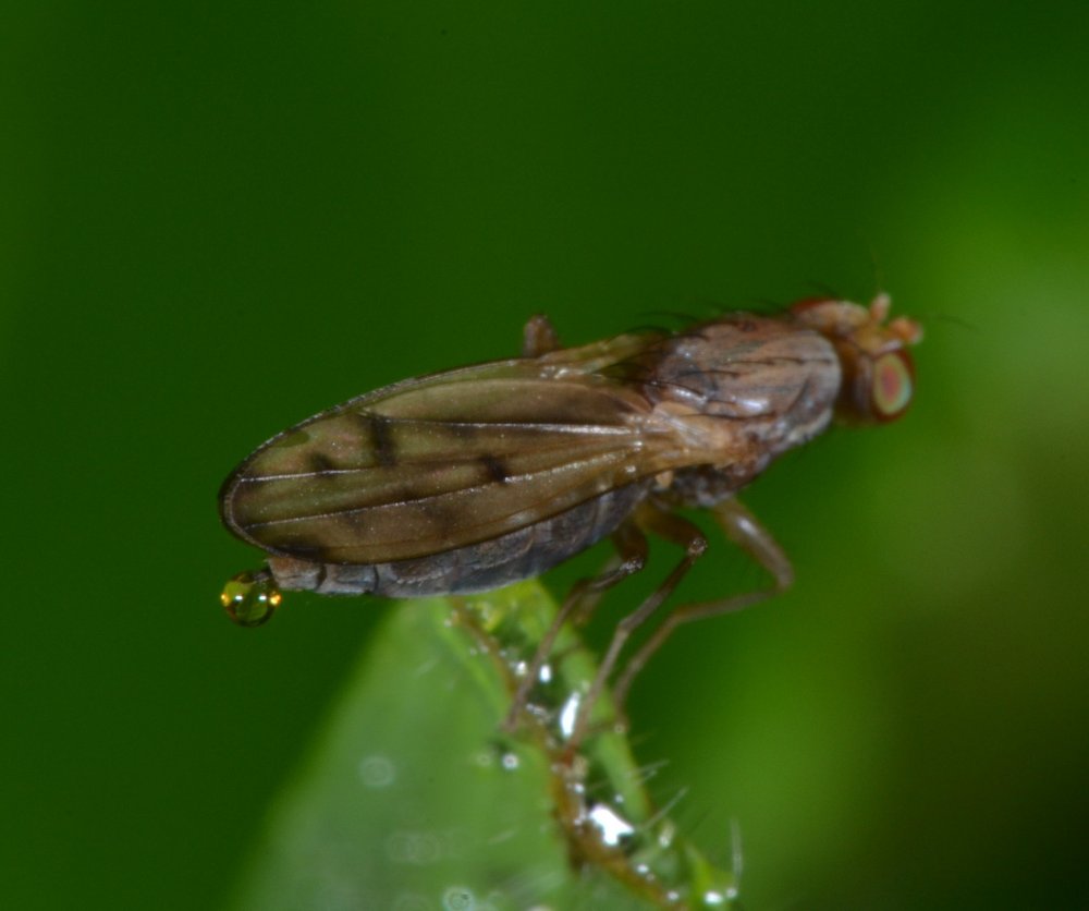 Opomyzidae: Opomyza florum (femmina)