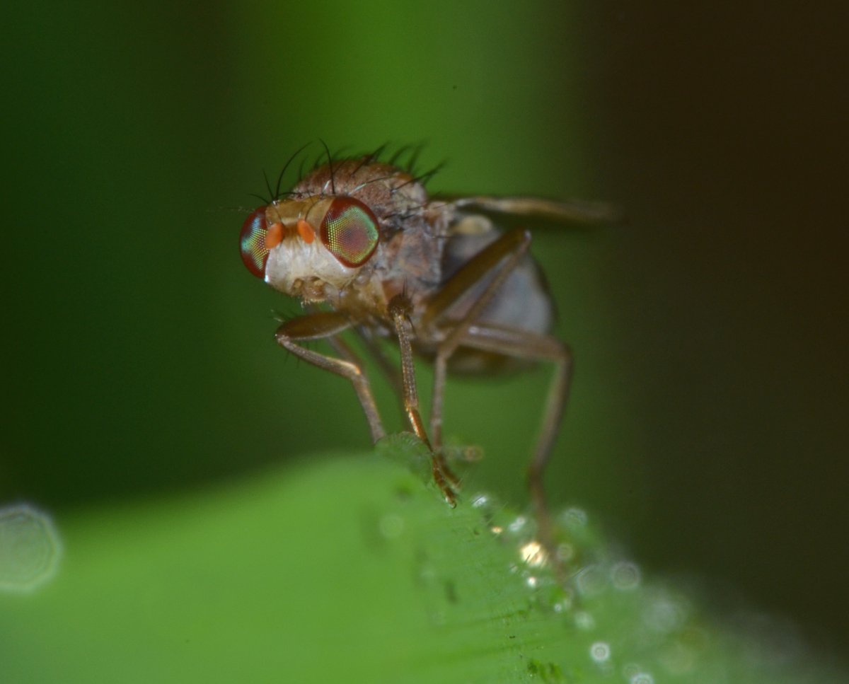 Opomyzidae: Opomyza florum (femmina)