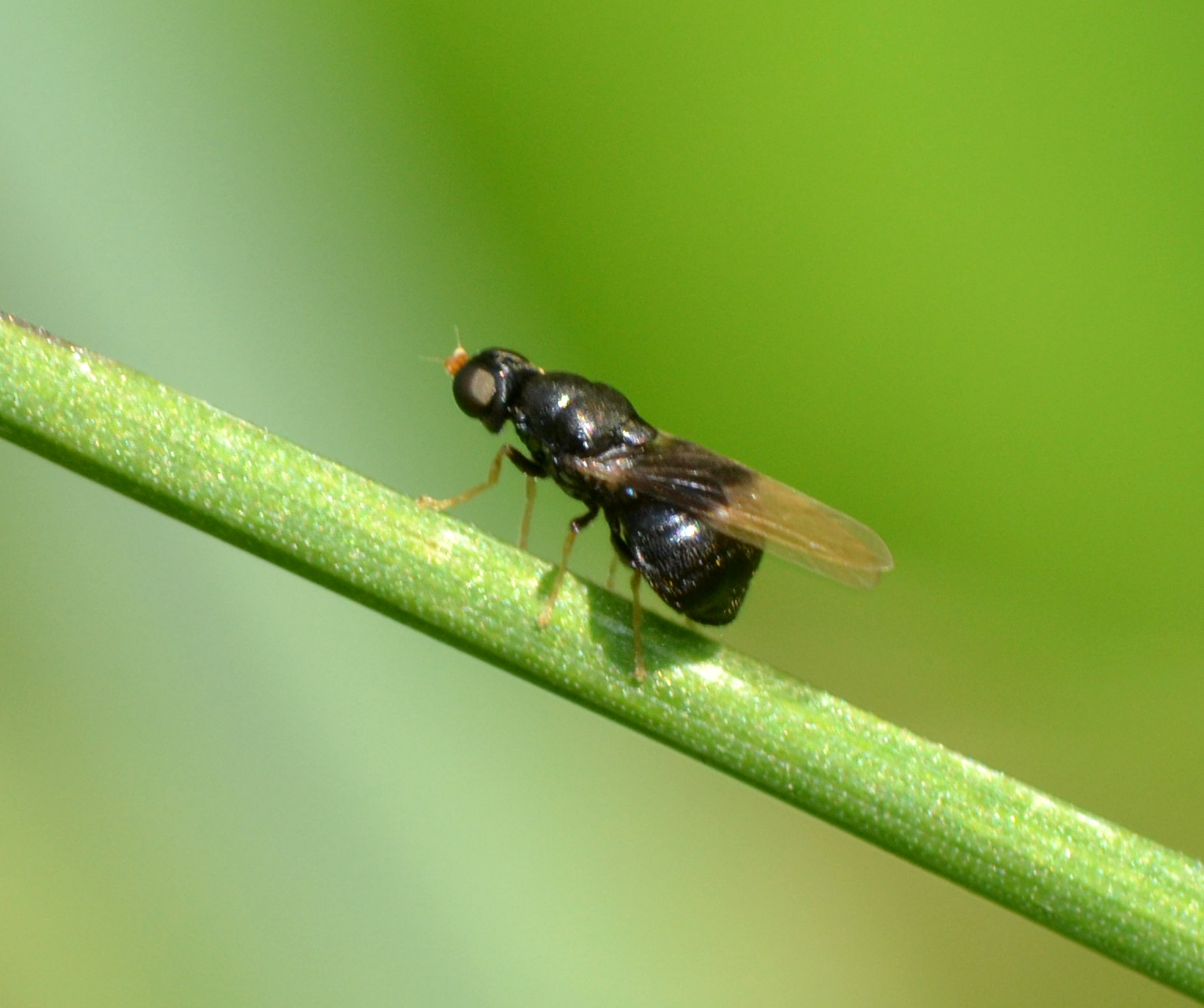 Stratiomyidae: Pachygaster