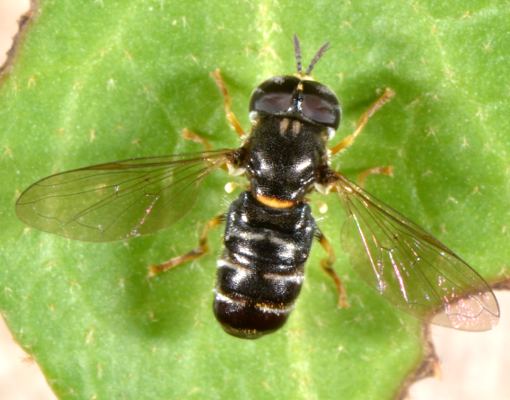 Syrphidae: Paragus cf. pecchiolii maschio