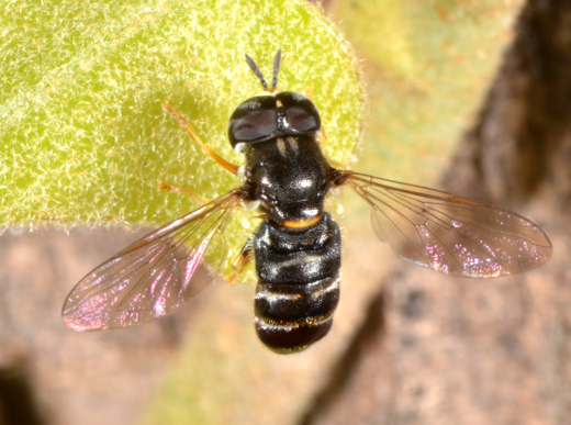 Syrphidae: Paragus cf. pecchiolii maschio