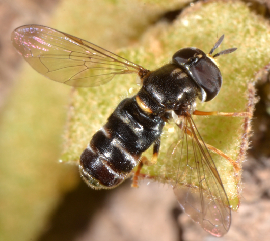 Syrphidae: Paragus cf. pecchiolii maschio