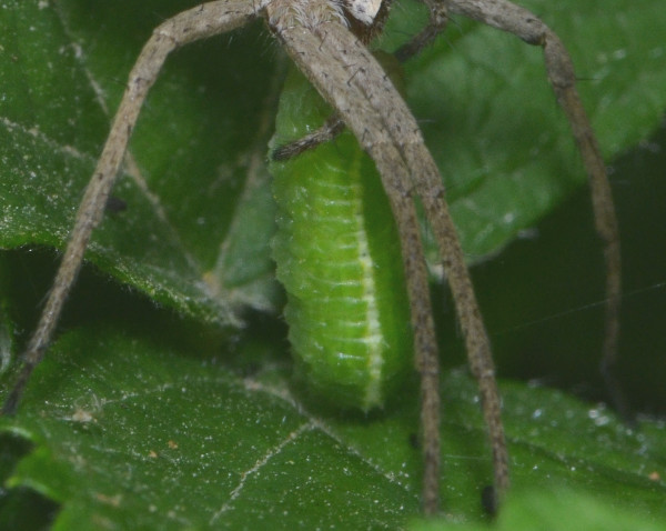 Pemphredon sp., Crabronidae