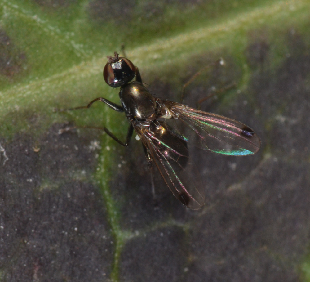 Femmina Sepsis neocynispea (Sepsidae)