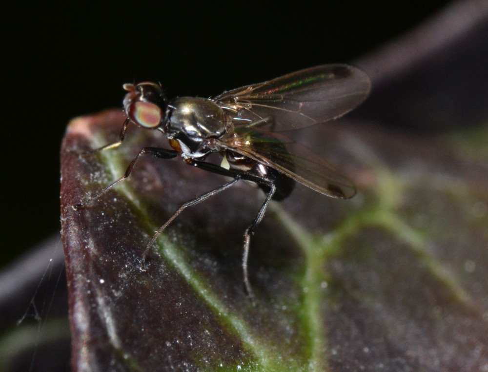 Femmina Sepsis neocynispea (Sepsidae)