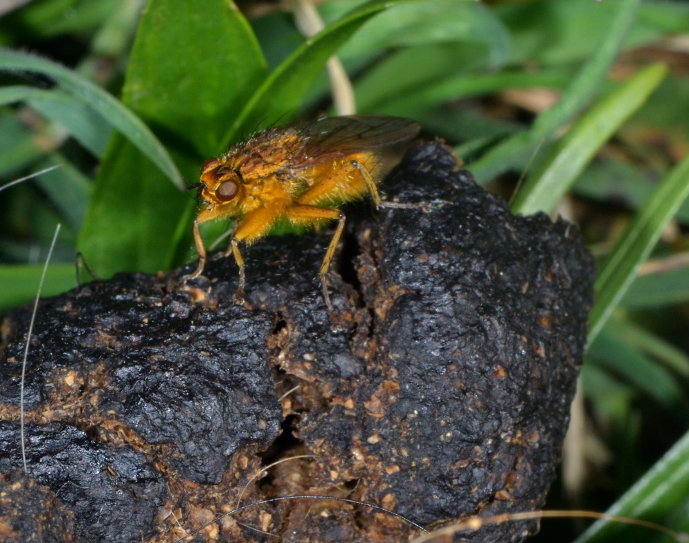 Maschi di Scathophaga stercoraria