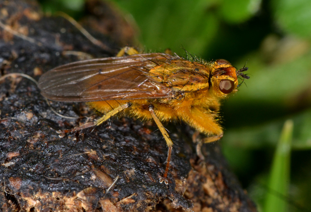 Maschi di Scathophaga stercoraria