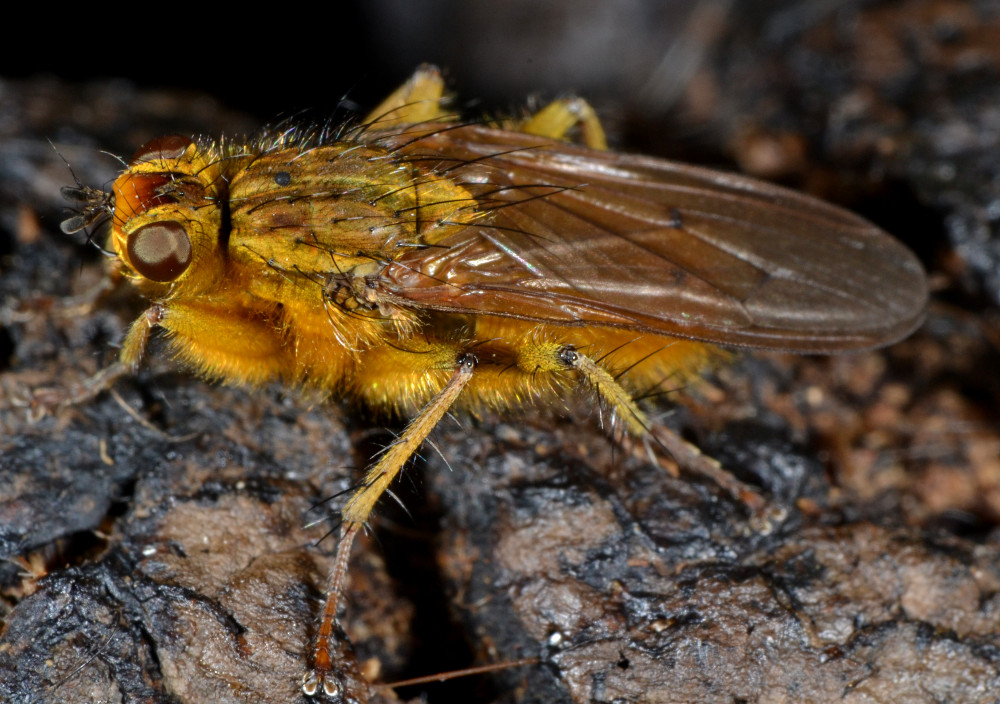 Maschi di Scathophaga stercoraria