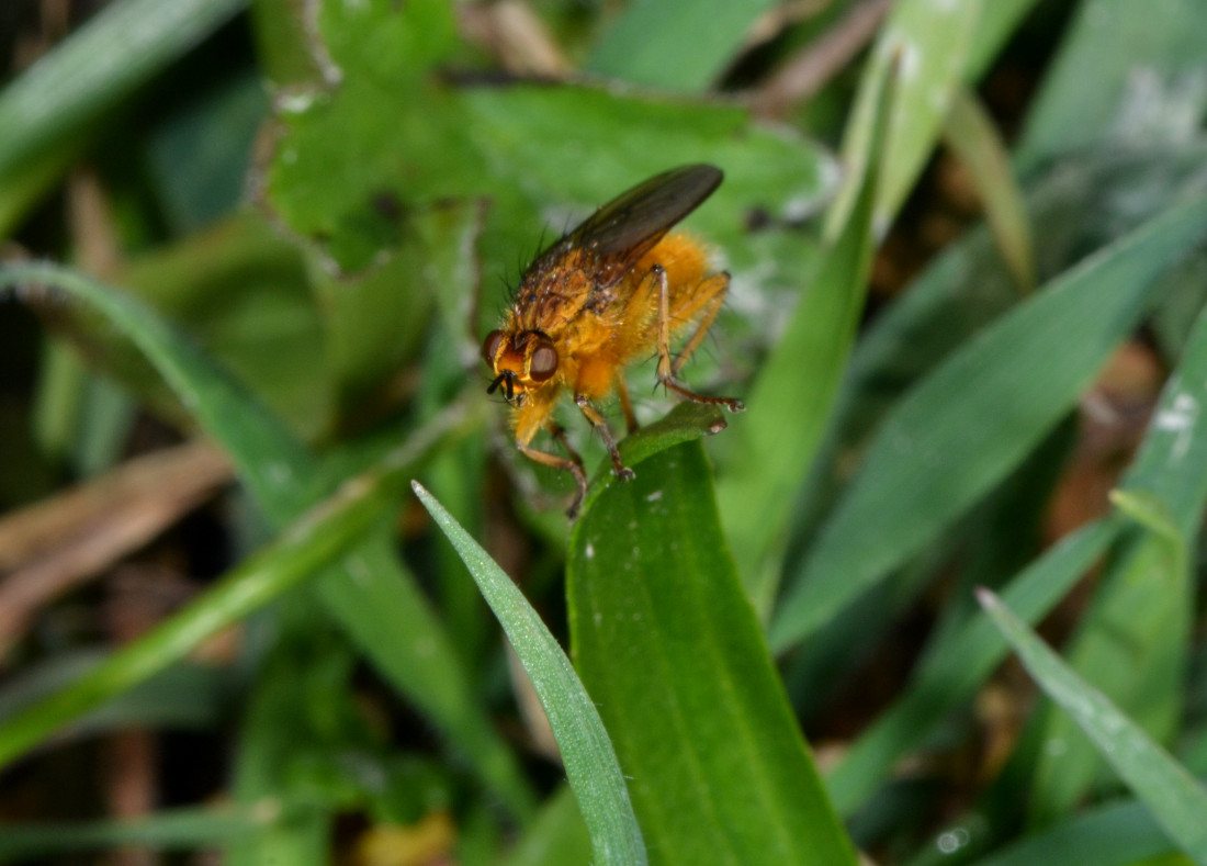 Maschi di Scathophaga stercoraria