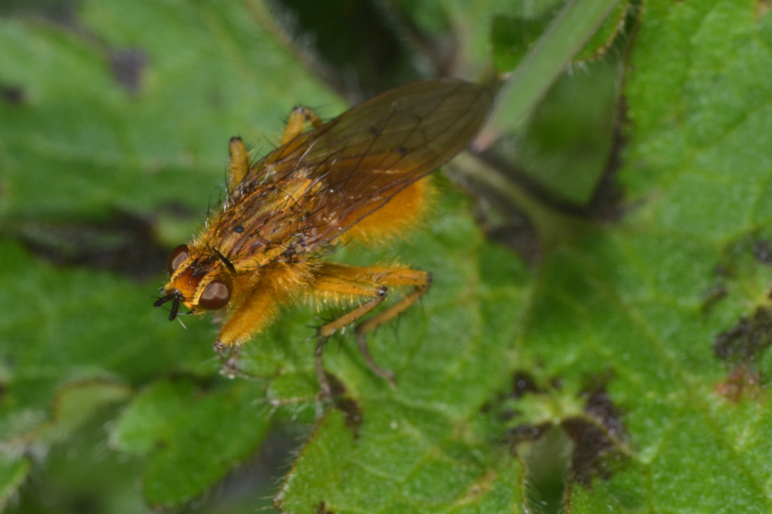 Maschi di Scathophaga stercoraria