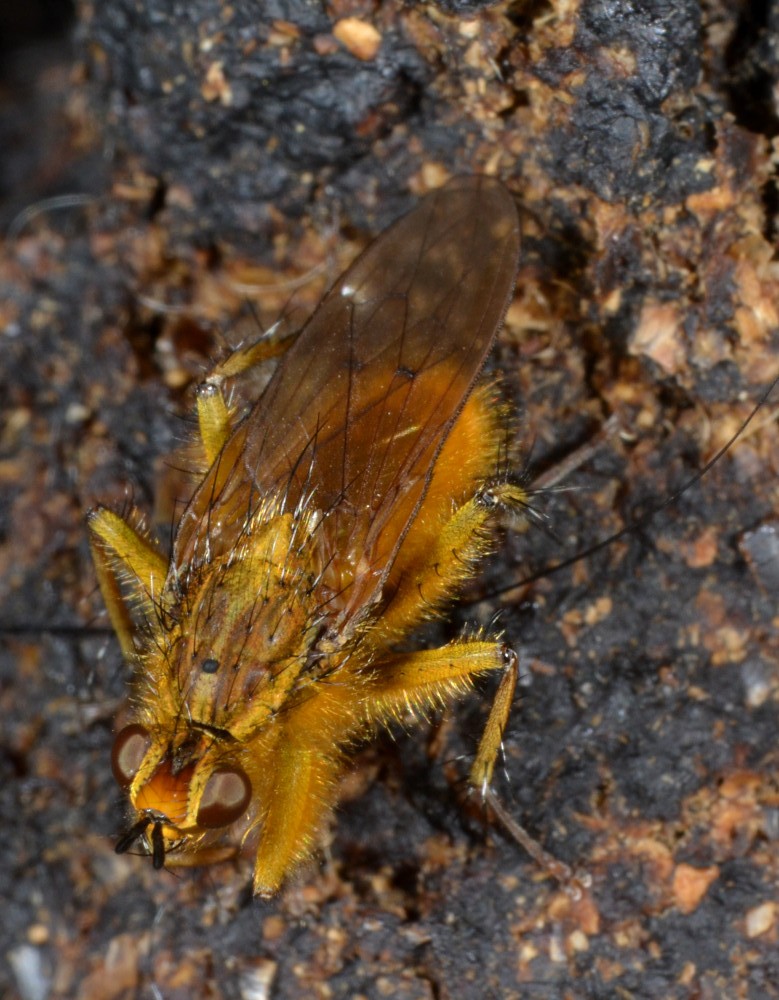 Maschi di Scathophaga stercoraria