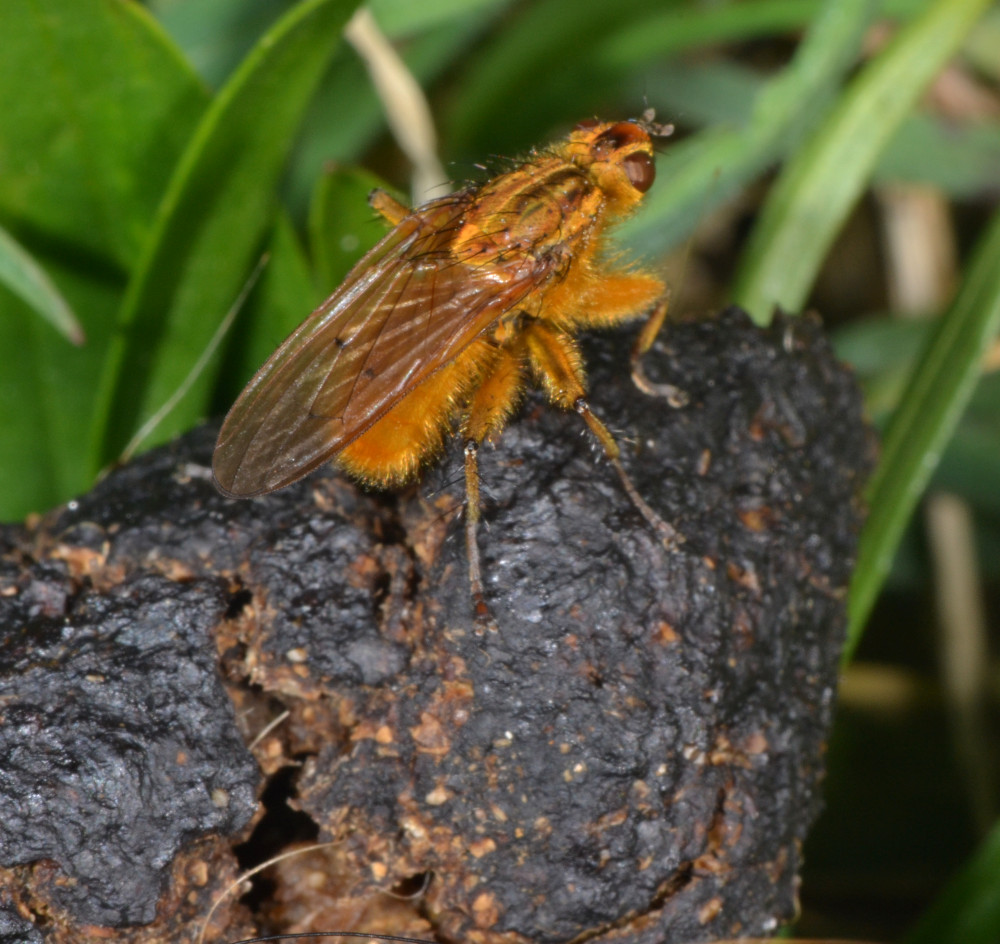 Maschi di Scathophaga stercoraria