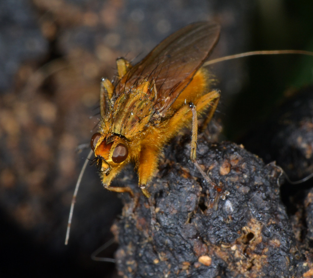 Maschi di Scathophaga stercoraria