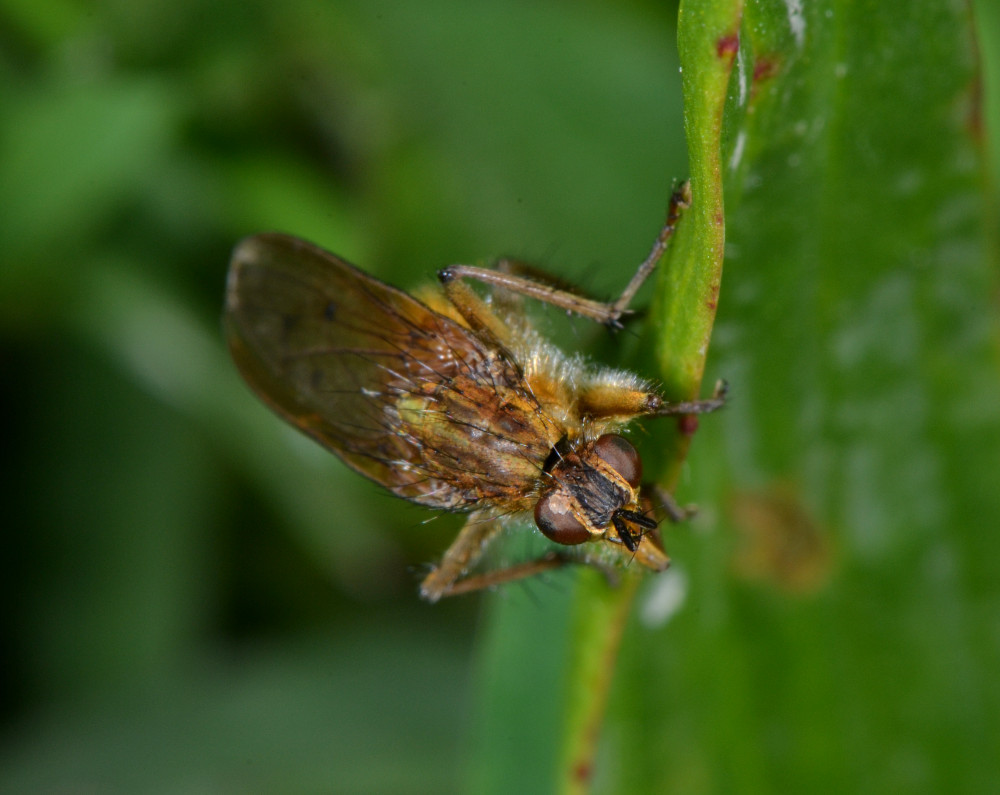 Maschi di Scathophaga stercoraria