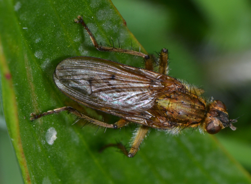 Maschi di Scathophaga stercoraria