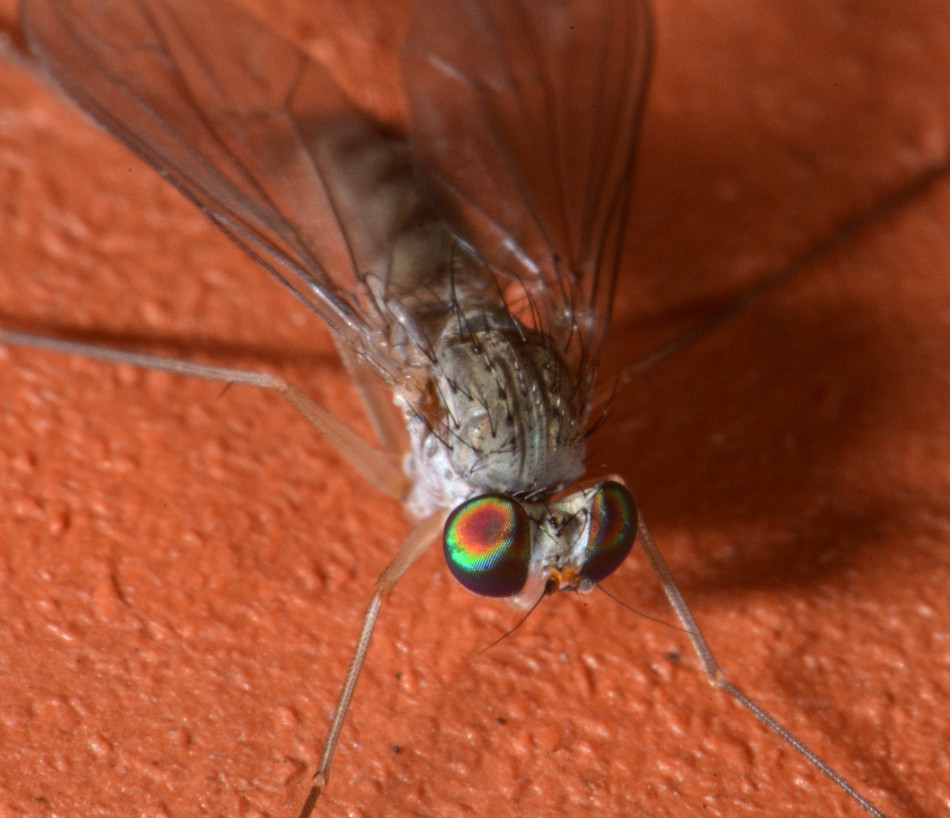 Dolichopodidae: Sciapus