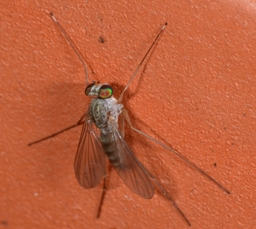 Dolichopodidae: Sciapus