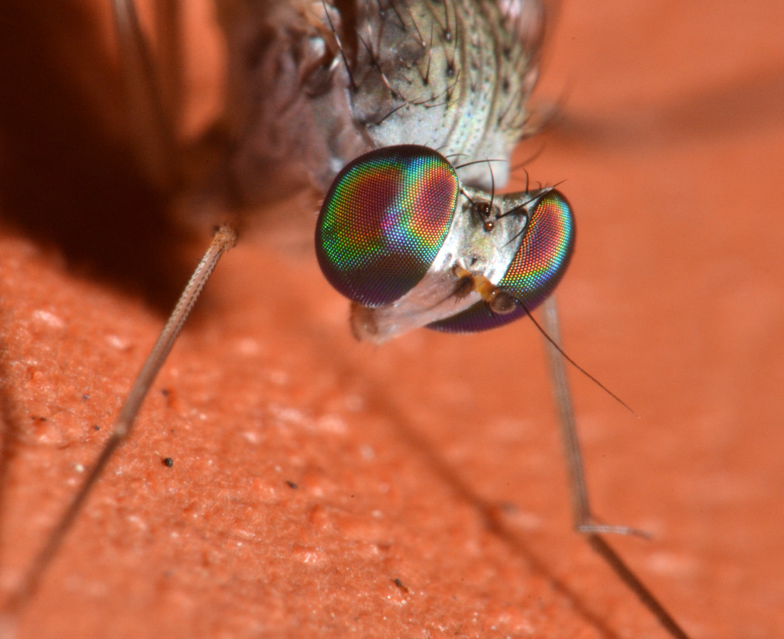 Dolichopodidae: Sciapus