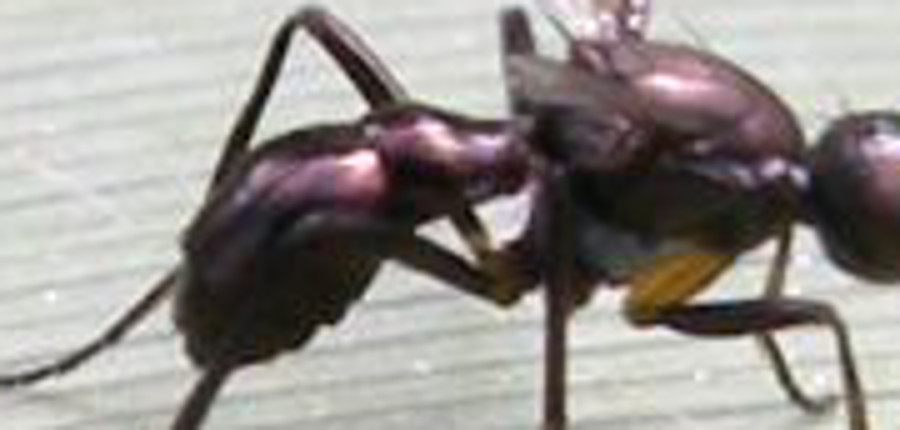 Sepsidae anch''io