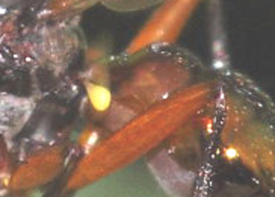 Sepsidae da identificare