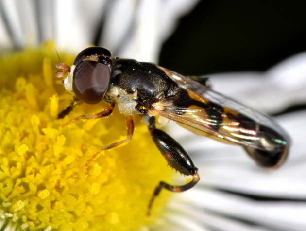 Syrphidae: Syritta pipiens maschio