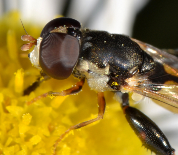 Syrphidae: Syritta pipiens maschio