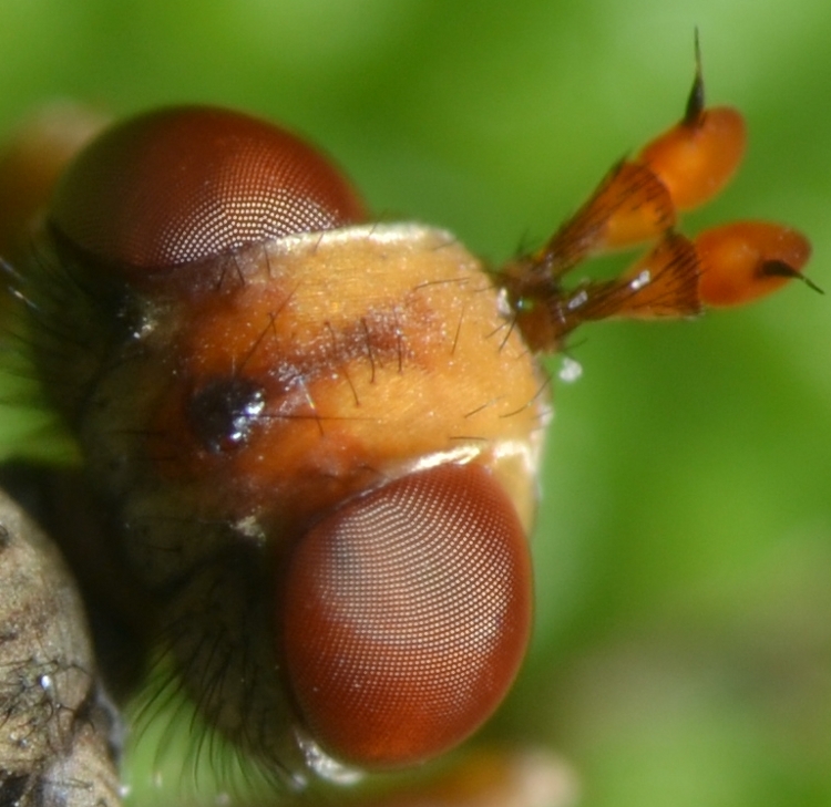 Conopidae: Zodion sp.