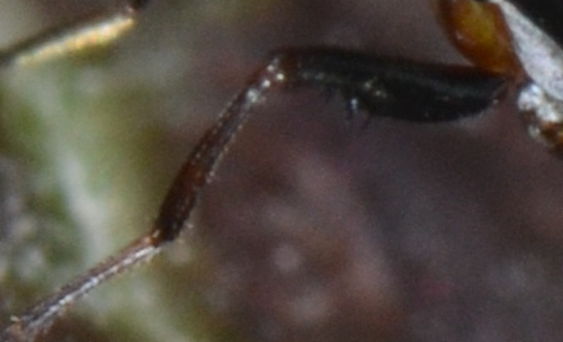 Femmina Sepsis neocynispea (Sepsidae)