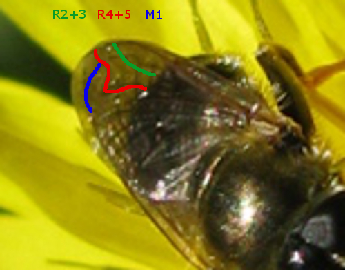 Stratiomyidae? No. Syrphidae: Merodon sp.